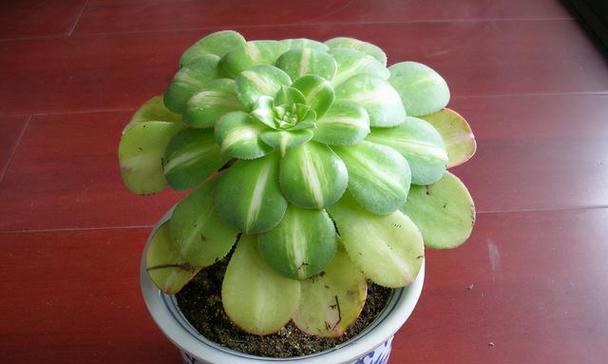 冬天不怕冷的植物有哪些？如何在寒冷季节保持它们的生长？