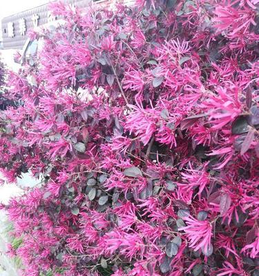 红花继木象征着什么？红花继木的寓意有哪些常见问题解答？