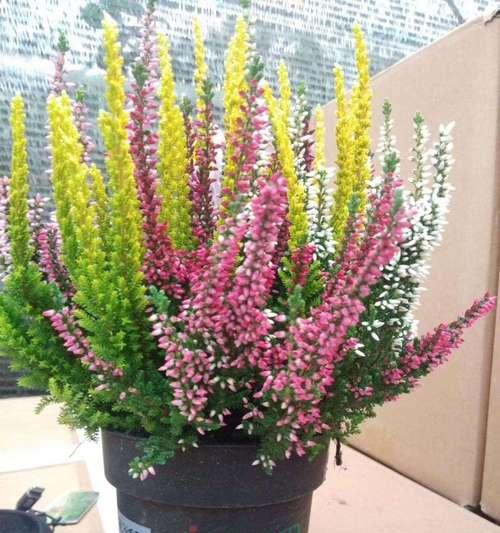 冬天常绿的植物有哪些？如何选择适合冬季的绿植？