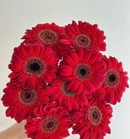 红色扶郎花语是什么？如何正确解读扶郎花的含义？