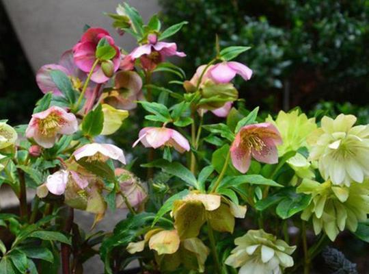 冬天冻不死的花卉有哪些？如何在寒冷中保持它们的生机？