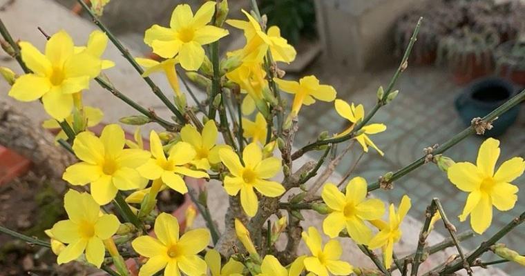 冬天冻不死的花卉有哪些？如何在寒冷中保持它们的生机？