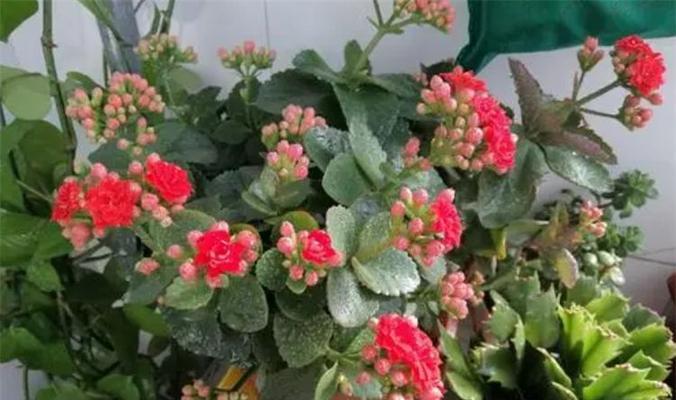 冬天好养的花卉有哪些？如何选择适合冬季的植物？