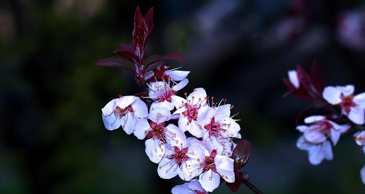 红叶李的花语是什么？了解红叶李的象征意义和文化内涵？