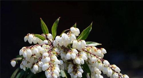冬天家里适合养什么花？有哪些推荐的耐寒植物？