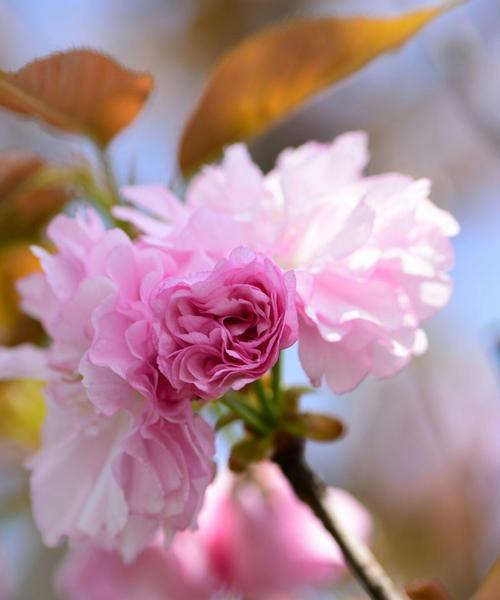 红叶樱花花语是什么？了解樱花的浪漫含义和象征意义？