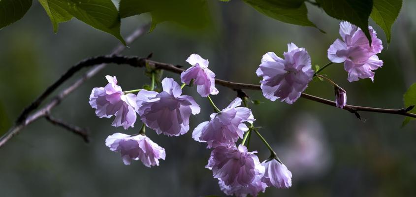 红叶樱花花语是什么？了解樱花的浪漫含义和象征意义？