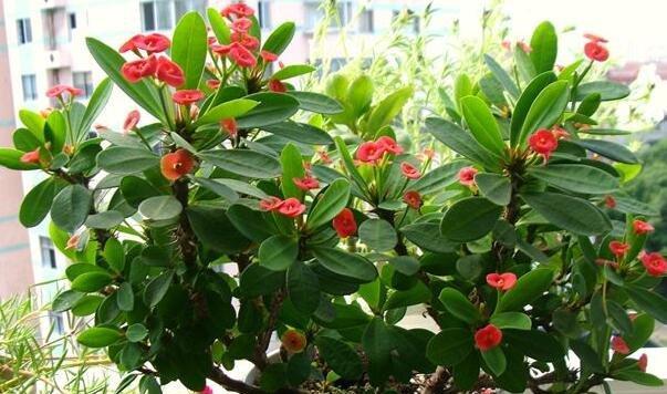 冬天家庭适合养什么花或植物？有哪些推荐？