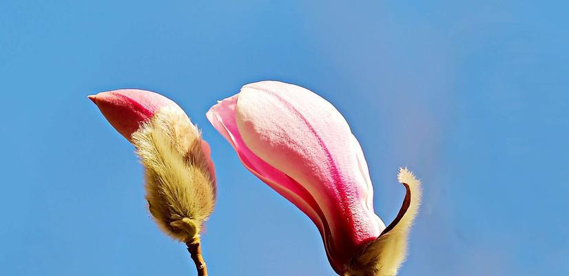 红玉兰花语是什么？如何正确解读红玉兰花的含义？