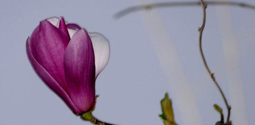 红玉兰花语是什么？如何正确解读红玉兰花的含义？