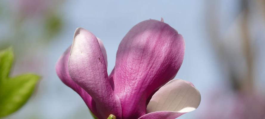 红玉兰花语是什么？如何正确解读红玉兰花的含义？