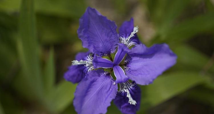 蝴蝶花的花语是什么？如何用蝴蝶花表达情感？