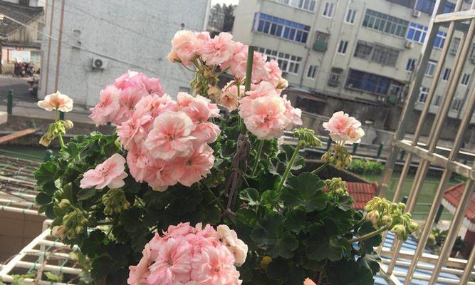 冬天开花好养的花卉有哪些？如何选择适合冬季的植物？