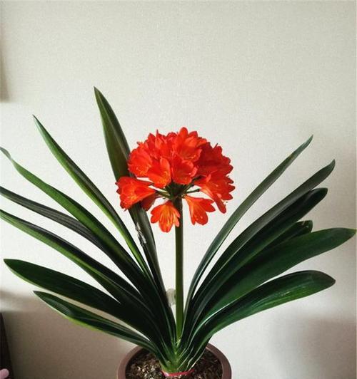 冬天客厅适合养什么花？有哪些推荐的耐寒植物？