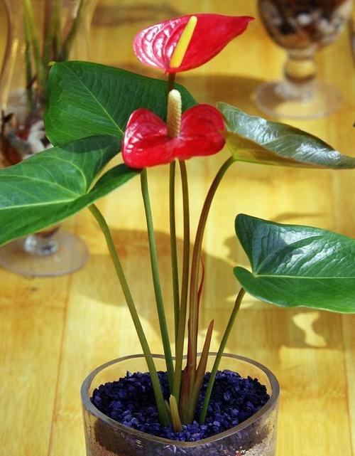 冬天客厅适合养什么花？有哪些推荐的耐寒植物？