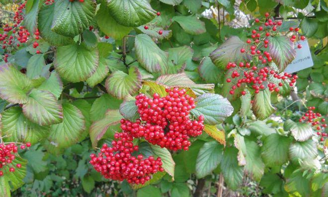 冬天里常见的植物有哪些？它们如何适应寒冷气候？