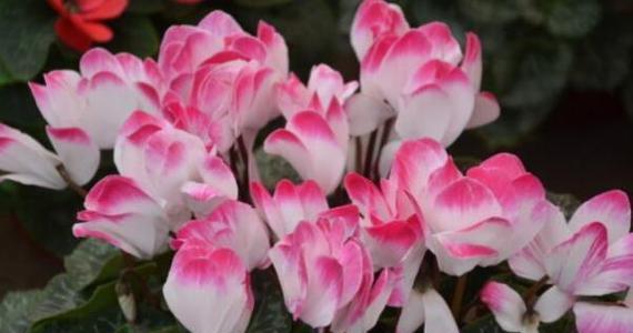 冬天买什么花好？适合冬季的花卉有哪些？