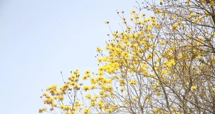 黄花风铃木的花语是什么？如何欣赏其独特的美？