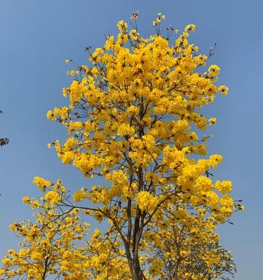 黄花风铃木的花语是什么？如何欣赏其独特的美？