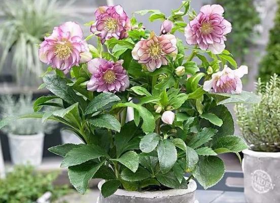 冬天耐寒的室外花卉有哪些？如何选择适合冬季种植的花卉？
