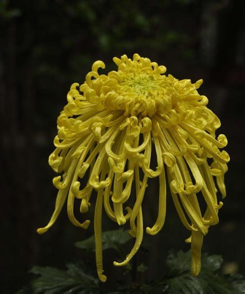 黄菊花的花语是什么？了解黄菊花的象征意义和用途？