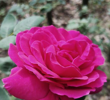 黄色月季代表什么？黄色月季花语有哪些含义？