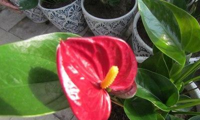 火鹤花的花语是什么？如何正确解读火鹤花的象征意义？