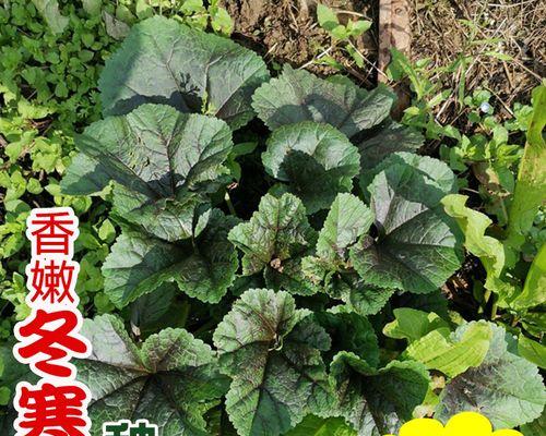 冬天适合种什么菜？有哪些蔬菜能在寒冷季节生长？