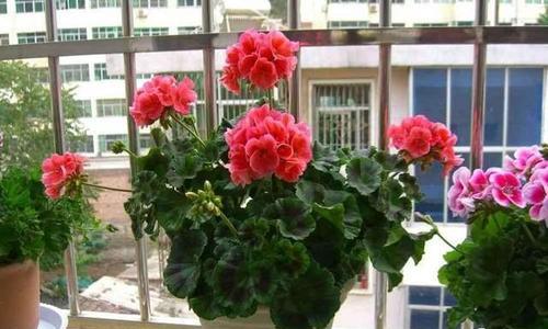 冬天适合种什么花？有哪些花卉能在寒冷季节绽放？