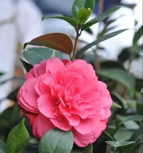 冬天适合种什么花？有哪些花卉能在寒冷季节绽放？