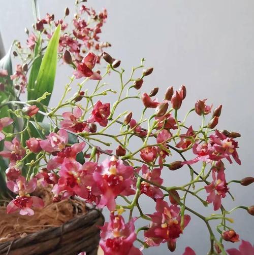 冬天适合种什么花？有哪些花卉能在寒冷季节绽放？