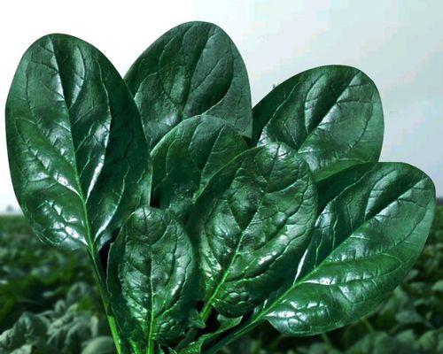 冬天适合种什么蔬菜？有哪些蔬菜可以在冬季种植？