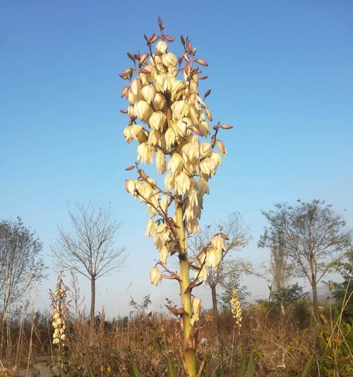 剑麻花语是什么？它代表了哪些含义？