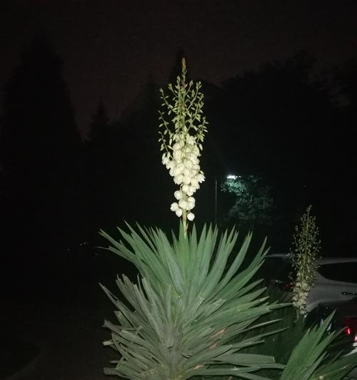 剑麻花语是什么？它代表了哪些含义？