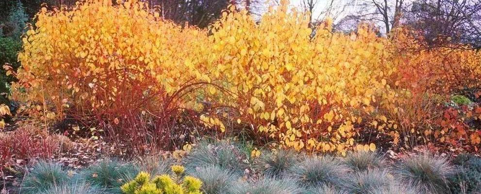 冬天适合种什么植物？有哪些植物能在冬季生长良好？