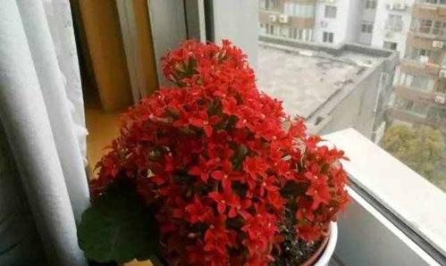 冬天室内适合种什么花？有哪些推荐的花卉品种？