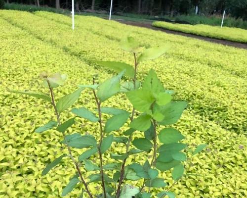 金山绣线菊的花语是什么？如何正确解读？