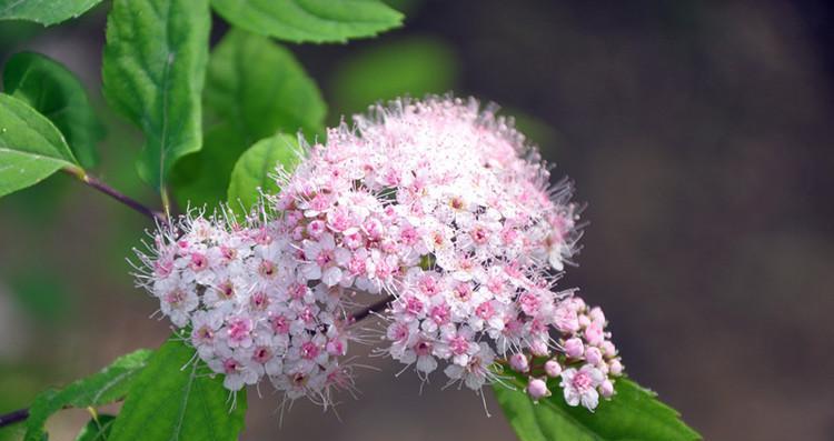 金山绣线菊的花语是什么？如何正确解读？