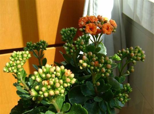冬天室外适合种什么花？有哪些耐寒花卉推荐？