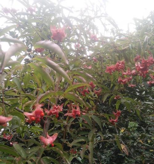 金丝吊蝴蝶花语是什么？了解其独特含义和象征意义？