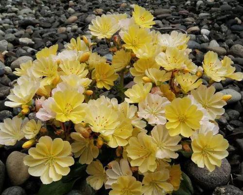 冬天室外养的花卉有哪些？如何选择适合冬季的植物？