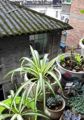 金心吊兰开花寓意是什么？如何正确解读其象征意义？