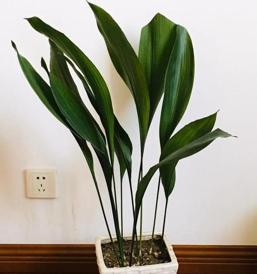 冬天卧室适合养什么花？有哪些推荐的室内植物？