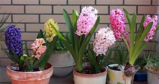 冬天适合养哪些花卉？如何照顾它们过冬？