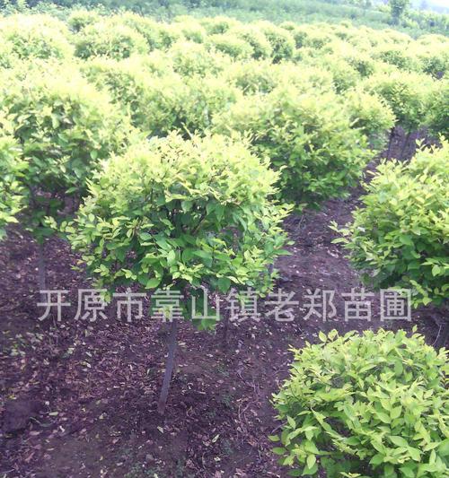 金叶榆的寓意是什么？这种植物象征着什么？