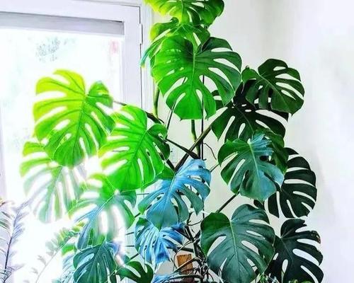 冬天有暖气适合养什么花？室内花卉养护小贴士？