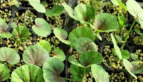冬苋菜的最佳种植时间是什么时候？种植后需要注意哪些问题？