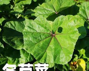 冬苋菜的最佳种植时间是什么时候？种植后需要注意哪些问题？