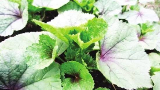 冬苋菜在哪个季节种植最好？如何正确栽培？