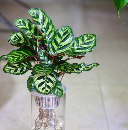 孔雀竹芋的花语是什么？如何养护孔雀竹芋？